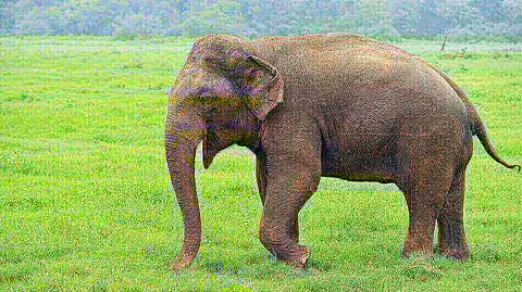 Elephant created havoc in Basistha