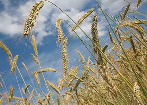 Jairampur to host North East Agro-Business Trade Fest 2019