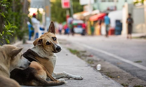 Canine Smugglers The Reason For Street Dogs Dwindling In Tripura