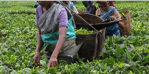 Apeejay Tea announces champions of 2018 season