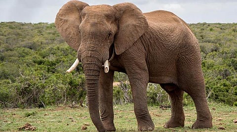 Wild jumbos create havoc in Kotiyori village near Demow