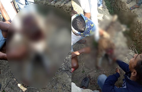 Man-Animal Conflict: Labourers killed male leopard in Duliajan, chopped off tail and legs