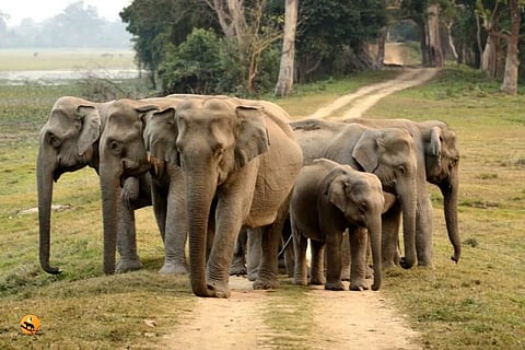 Wildlife Experts Demands Joint Initiative to save Jumbos in Barak Valley