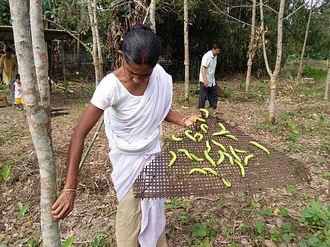 Unfriendly weather hits muga cultivation in Dhakuakhona