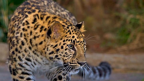 Three Injured in leopard attack at Jorhat District