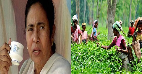 Which way is political wind blowing in Bengal’s tea gardens?