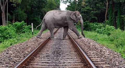 National Green Tribunal Asks Railway Authorities to Free Elephant Corridor