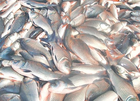 'Soil and water quality important for successful fish farming'