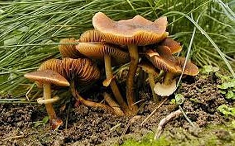 Deaths after consuming poisonous mushrooms in Sivasagar prompt health warning