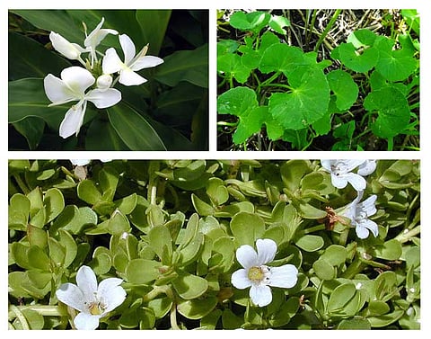 Call to preserve medicinal herbs that has a strong connection with the Assamese roots