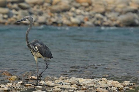 Critically endangered white-bellied heron spotted in Kamlang