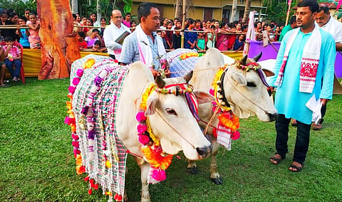 Cows walk the ramp in a Cow Fashion Show organized by Bajali people on Goru Bihu