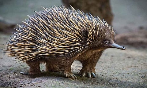 Egg Laying Mammals Become Source of Novel Anti-Microbial