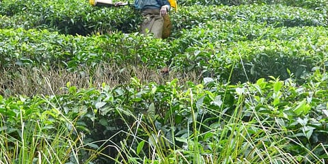 Tea Gardens, Former Enclaves Will Vote In Bengal’s 1st Phase