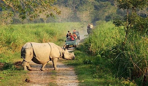 Apex court bans mining and construction activities in Kaziranga National Park