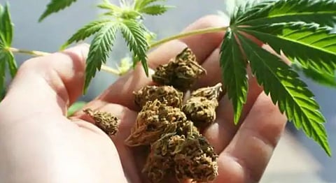 Cancer patients more likely to use marijuana: Study