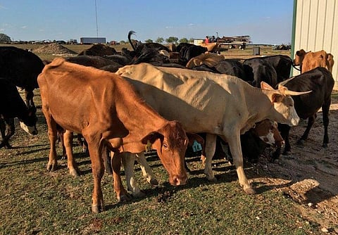 Khasi Jaintia Butcher’s Welfare Association (KJBWA) To Set Up Own Market In State