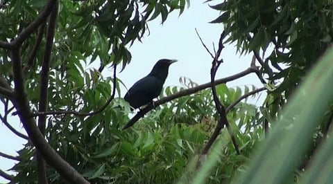 Listen to the song of the Kuli Sorai