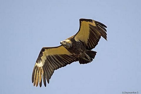 25 Endangered vultures spotted in Riat Turiem Jaintia Hills