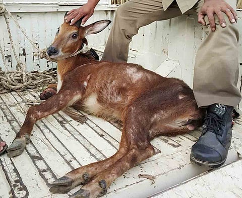 Injured wild goat rescued from Dolong River near Jatinga by Dima Hasao Forest officials