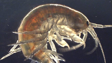 Scientists Find Cocaine In UK Shrimp