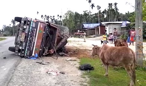 Road Accident: Cattle-laden truck over turns on NH37 near Samuguri, 10 cattle missing from spot!