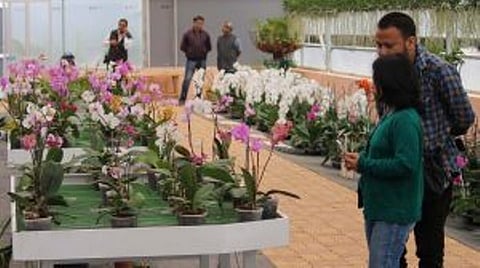 Orchids beckon tourists to Sohra when people reeling under scorching heat in rest of India