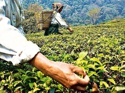 Tension prevails at Dirring Tea Estate in Biswanath due to labourer's death and negligence of the medical staff