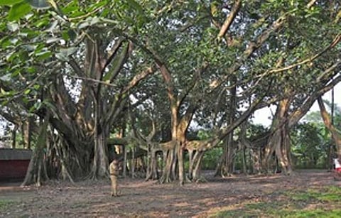 207-year-old banyan tree in Bajali submerged by Kaldia river water due to incessant rain