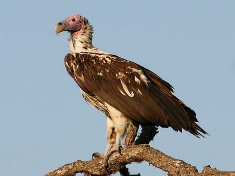 Saving the vultures