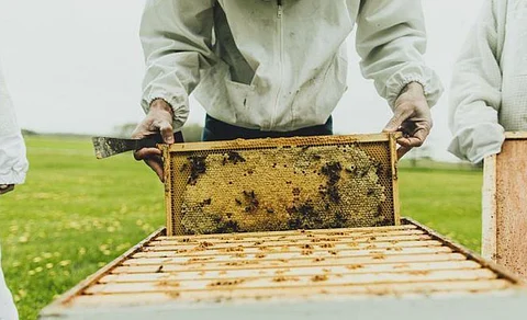 Indo-Israeli Team Explores Beekeeping Collaboration