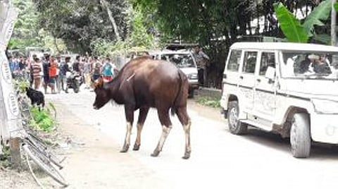 55-year-old man succumbs to injuries in Bison attack in Bajali