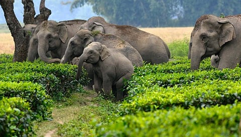 Experts at work to mitigate man-elephant conflict in Tripura