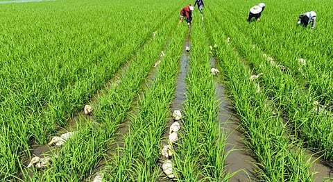 Arunachal Agriculture And Horticulture Minister Tage Taki For Continued Development Of Farming Sector