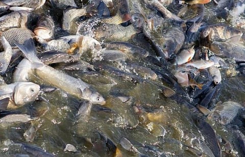 Initiatives To Enhance Fish Productivity In Hailakandi