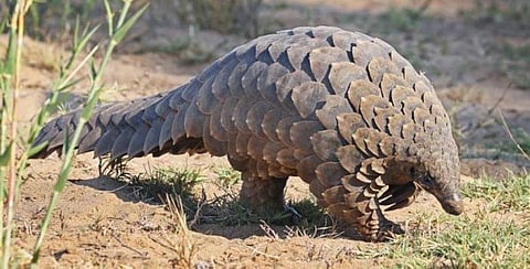 Pangolin Replaces Gecko In Priority List!
