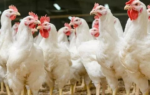 ‘Poultry As Bad As Red Meat’: Study