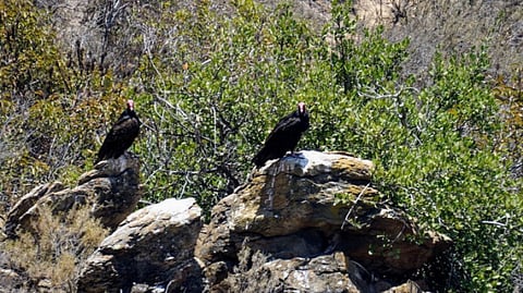 19 vultures found dead; 13 vultures rescued by forest department of Sivasagar