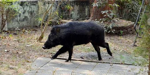 Wild Boar Poses Threat To Himachal National Park Wildlife