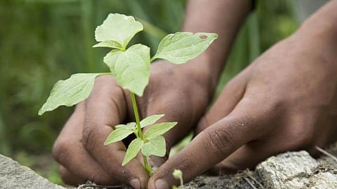 Guwahati Municipal Corporation (GMC) Organized Plantation Drive At West Boragaon