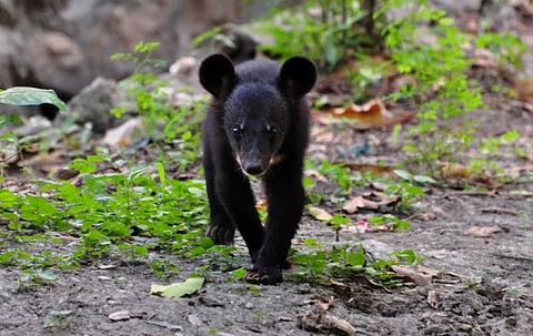 Asiatic Black Bear Cub Rescued In Lower Dibang Valley District, Arunachal