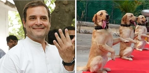 Rahul Gandhi gets highly criticised for mocking at the Indian Army dog squad