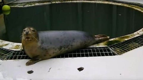 Seals who sing Star Wars theme and Twinkle Twinkle Little Star!