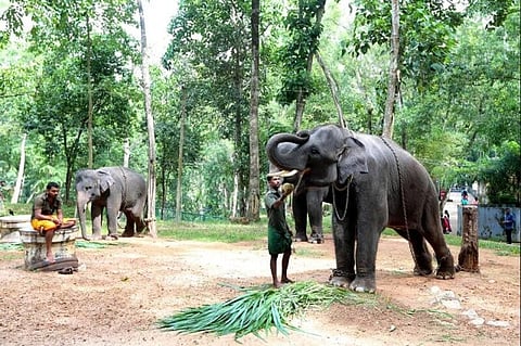 Kerala’s ecotourism village Kottoor to have India’s first elephant rehabilitation centre