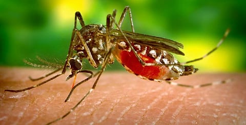 Researchers Develop a Tool to Help Check Chikungunya