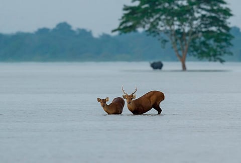 Assam Flood: Voters Party International to a Sit-in Protest