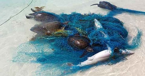 Hundreds Of Sharks, Rays Tangled In Ocean Plastic