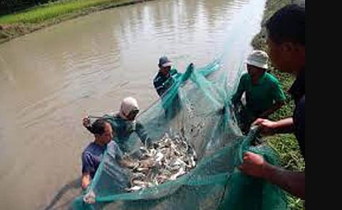 Meghalaya Triples Fresh Water Pisciculture
