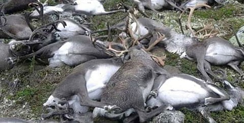 Over 200 Dead Reindeer Found On Norway’s Arctic Svalbard