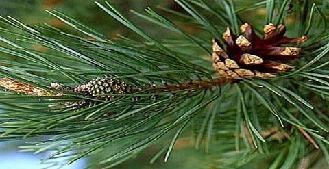 Uttarakhand to Produce Green Power from Pine Needles